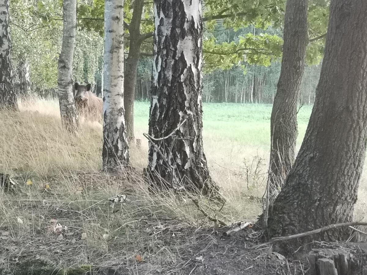 Agroturystyka Plener Miedzichowo Luaran gambar
